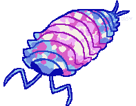 a drawing of an isopod in the colors of the trans flag